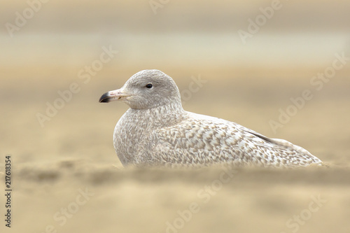 glaucous gull Larus hyperboreus photo