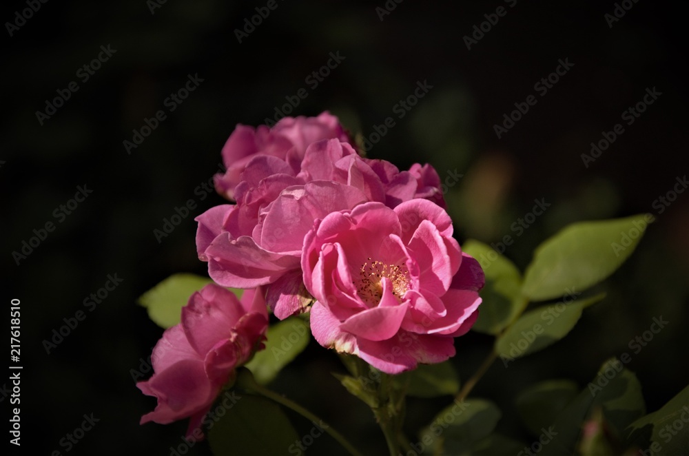 Blumen Blumen