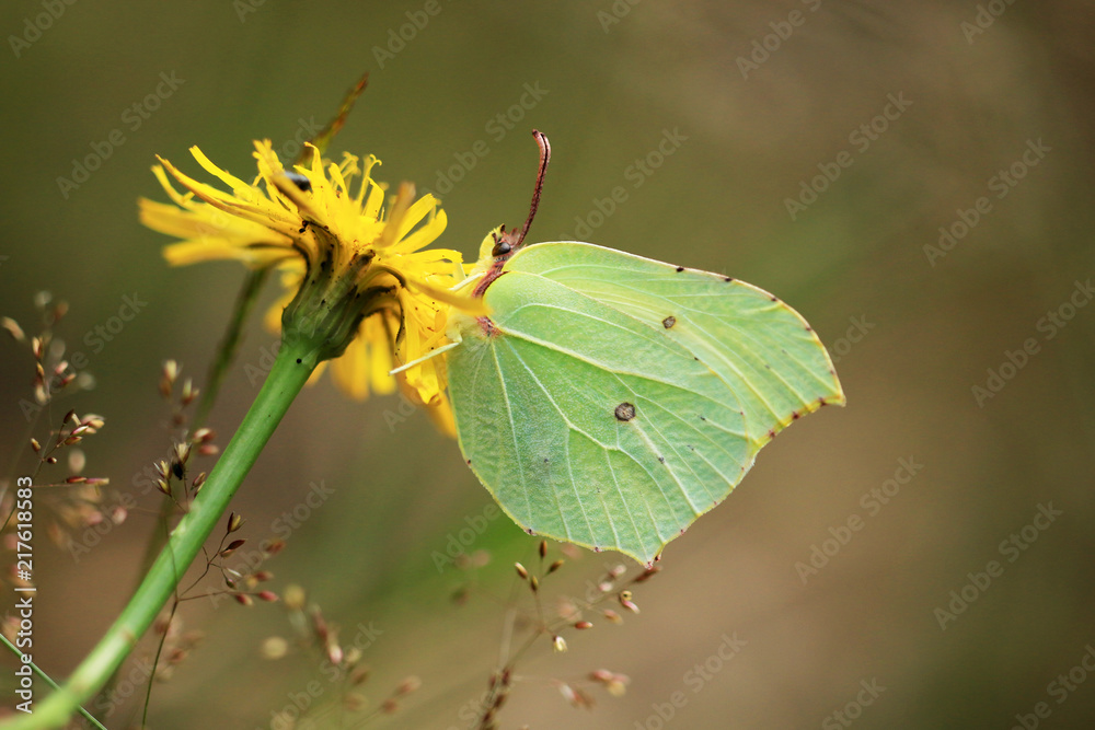 Obraz premium Zitronenfalter