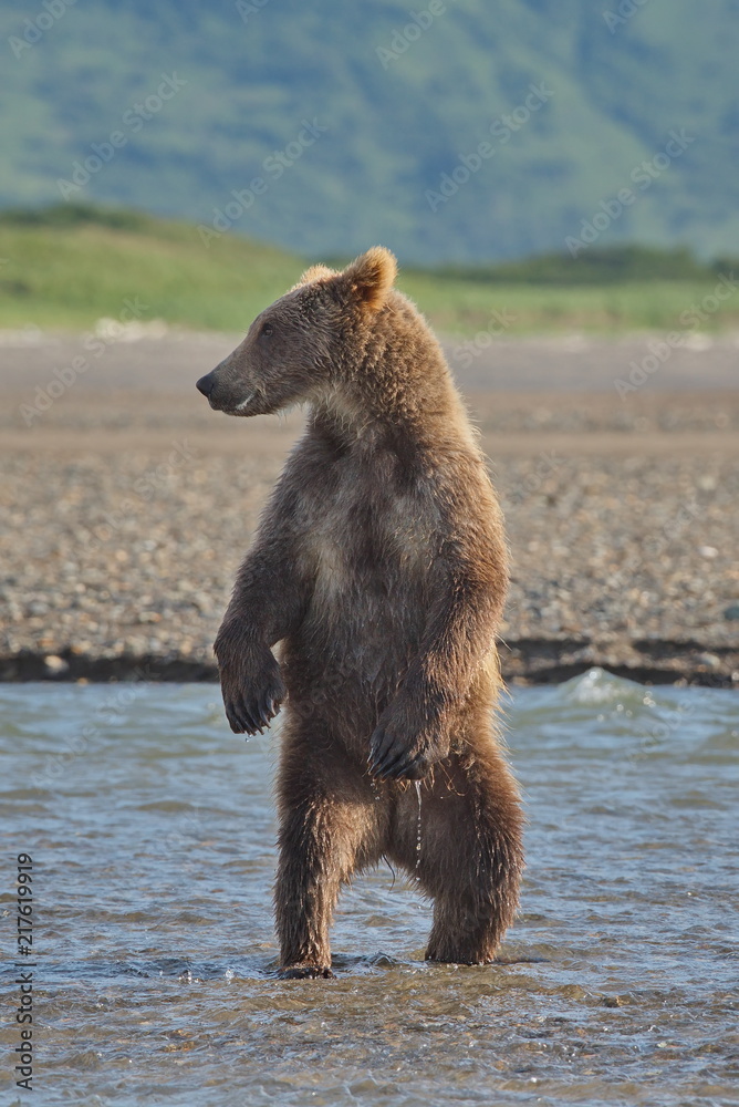 Pacific Coastal Brown bears (usus arctos) - grizzliy - on the Kenai peninsual Pacific Coastal Brown bears (usus arctos) - grizzliy - on the Kenai peninsual