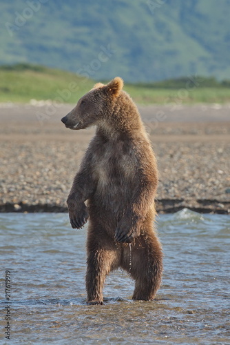 Pacific Coastal Brown bears (usus arctos) - grizzliy - on the Kenai peninsual © dave
