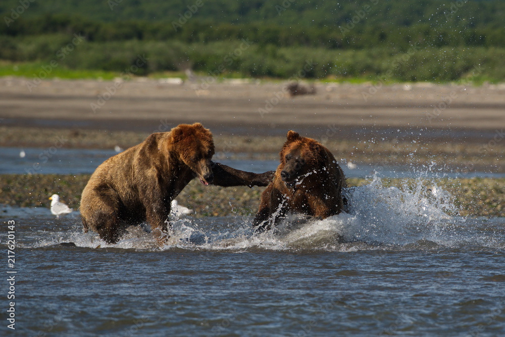 Pacific Coastal Brown bears (usus arctos) fighting - grizzliy - on the Kenai peninsual