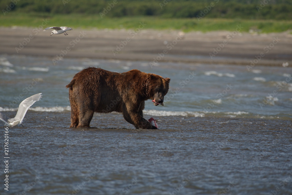 Pacific Coastal Brown bears (usus arctos) - grizzliy - on the Kenai peninsual Pacific Coastal Brown bears (usus arctos) - grizzliy - on the Kenai peninsual