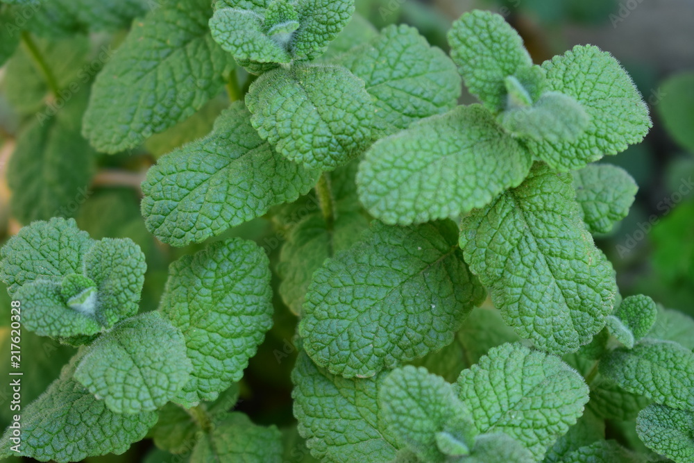 Menta Menta