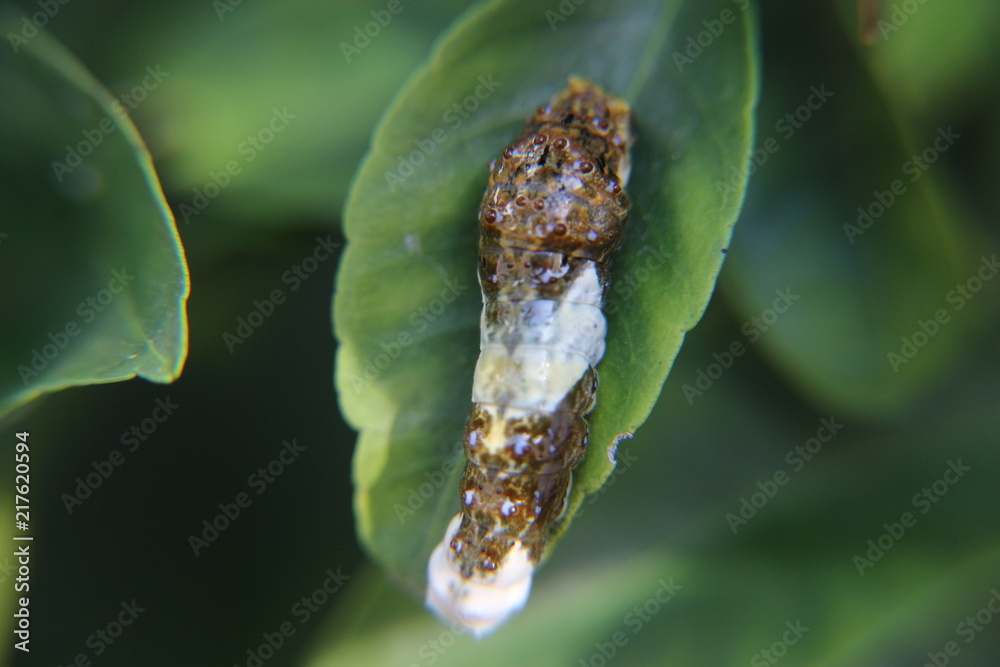 Fototapeta premium Lagarta