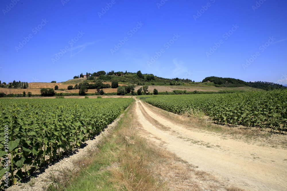 Fototapeta premium Paesaggio Toscano