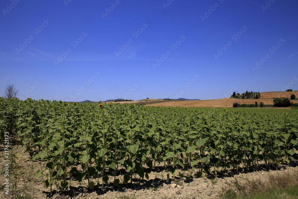 Paesaggio Toscano