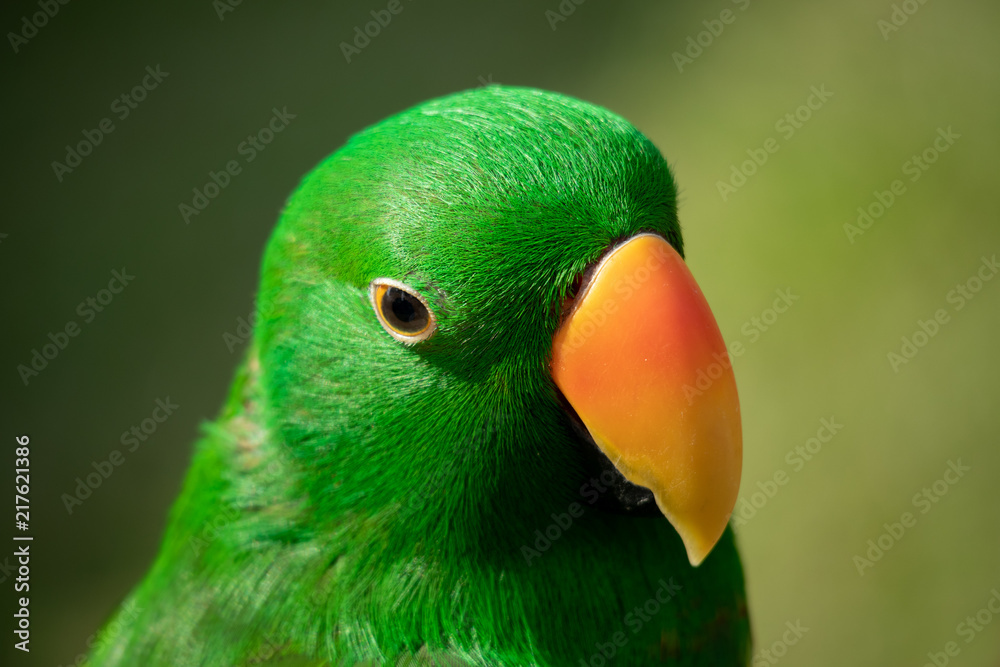 Head shot of a green Electus Pet Parrot in Singapore Head shot of a green Electus Pet Parrot in Singapore