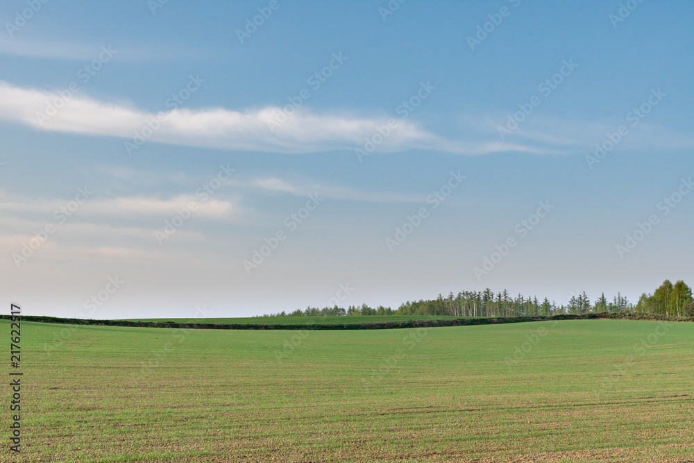 爽やかな美瑛の丘の風景 / 北海道 美瑛町の観光イメージ