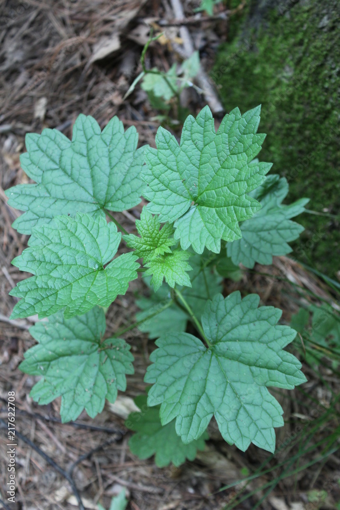 mosquito plant mosquito plant
