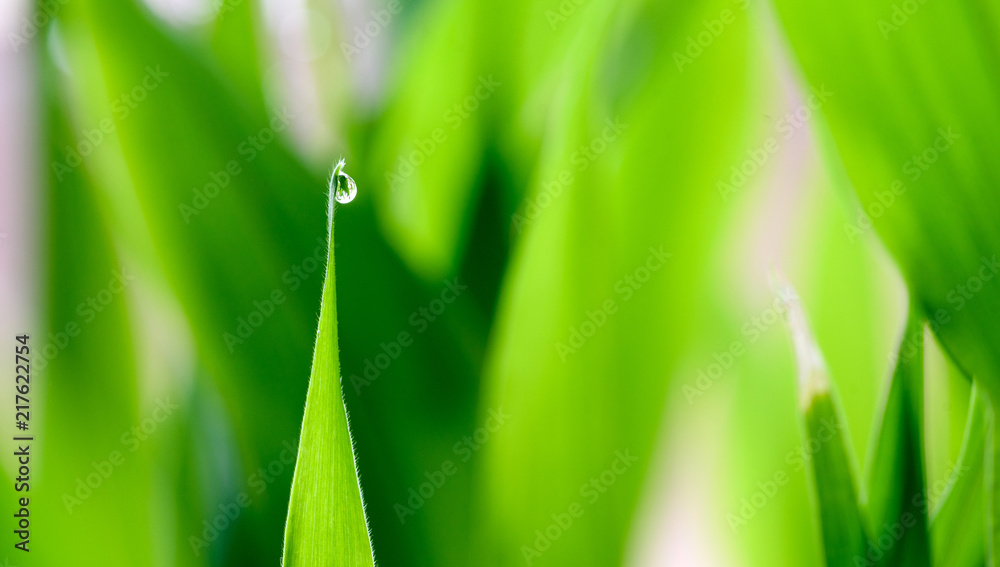 Fototapeta premium Single rain water droplet on a green vegetation background with copyspace area for lush gardening ideas using a fresh dew drop concept