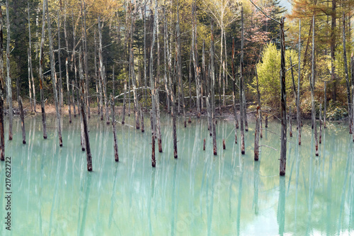 爽やかな青い池のイメージ / 北海道美瑛町の観光イメージ photo