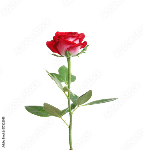 Red long stem rose on white background