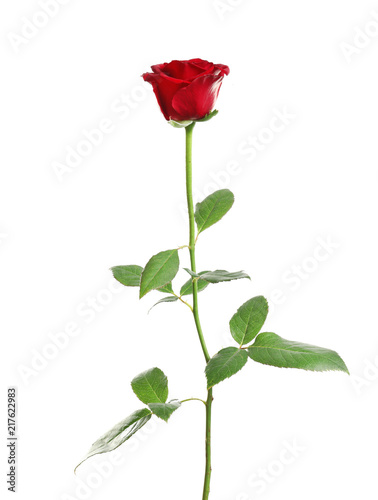 Red long stem rose on white background