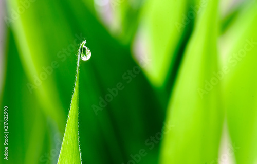 Single rain water droplet on a green vegetation background with copyspace area for lush gardening ideas using a fresh dew drop concept