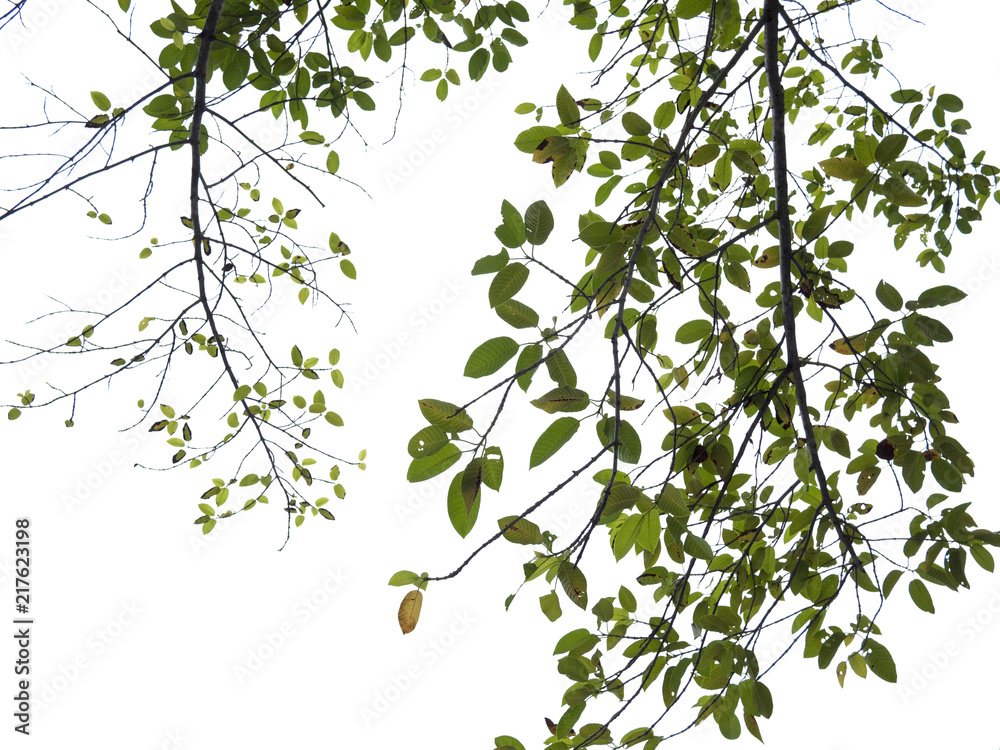 green leaf of treetop green leaf of treetop
