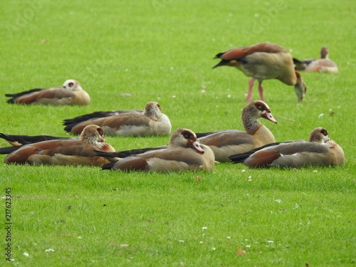 Sleeping geese