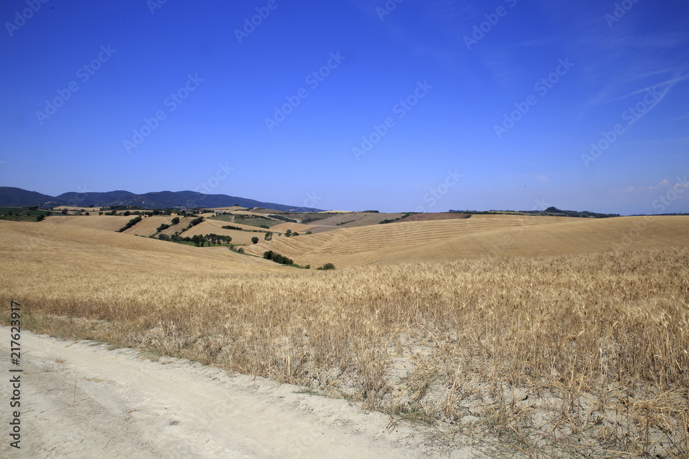 Fototapeta premium Paesaggio Toscano