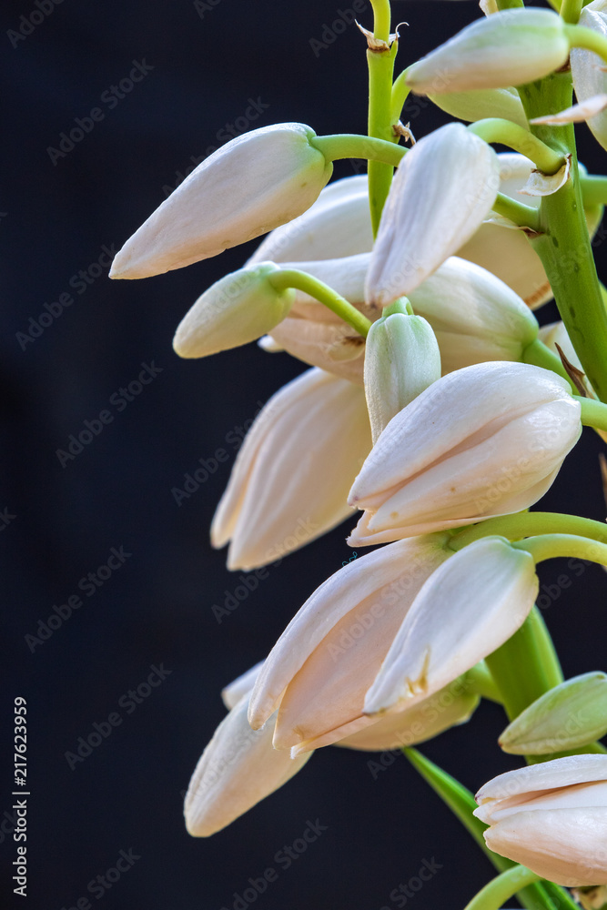 Obraz premium Yucca Flowers