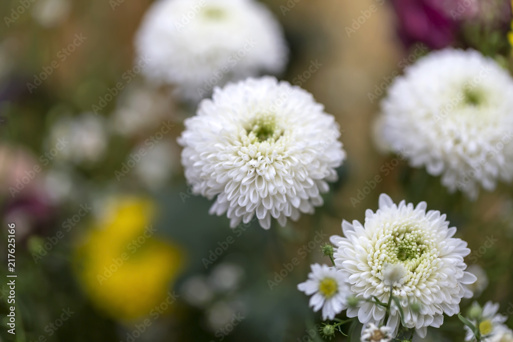 White chrysanthemum flowers White chrysanthemum flowers