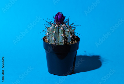 Cactus in small pot with purple flower on blue background