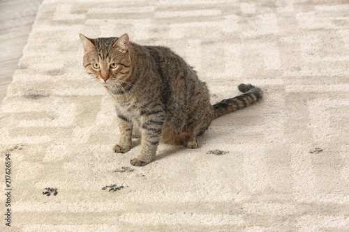 Fototapeta Naklejka Na Ścianę i Meble -  Cute cat leaving muddy paw prints on carpet