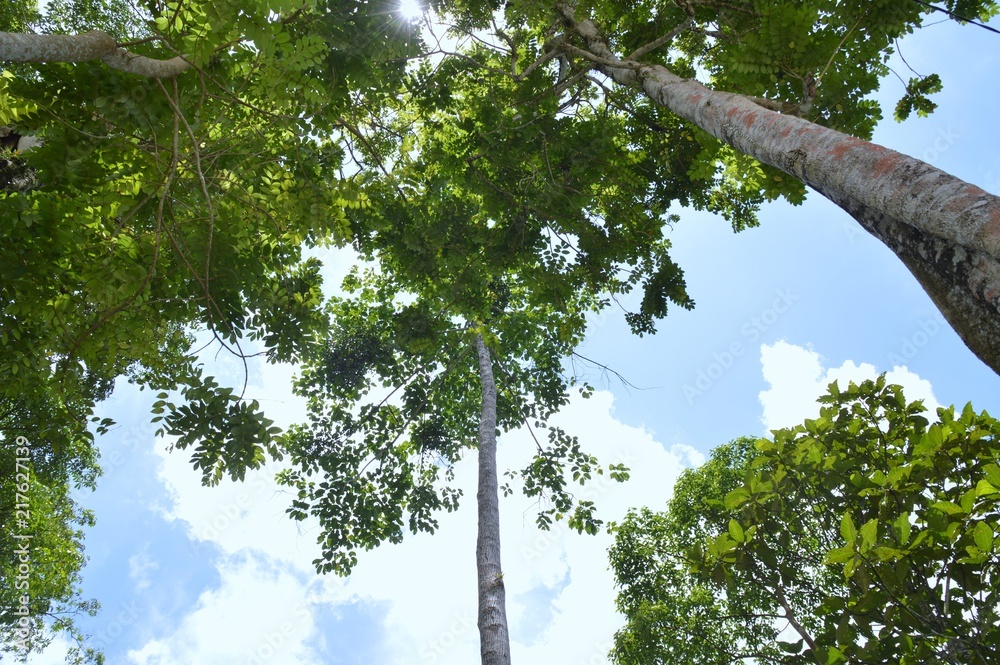 Fototapeta premium the view of tropical forest from the bottom