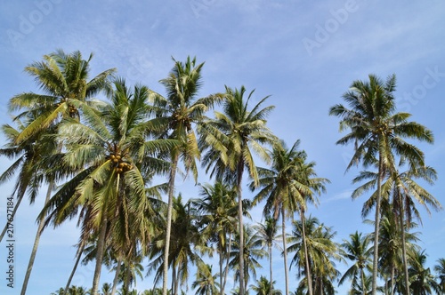 the coconut trees at the beach