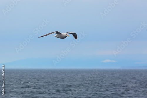 Seagull flying over the ocean against the horizon