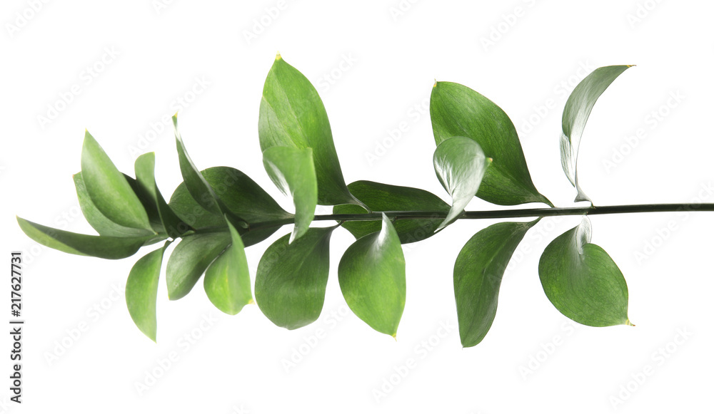 Ruscus branch with fresh green leaves on white background Ruscus branch with fresh green leaves on white background