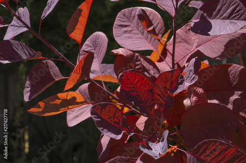 Red Smoketree Leaves