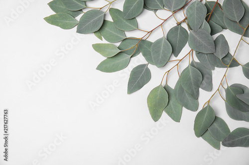 Fresh eucalyptus leaves on white background, top view