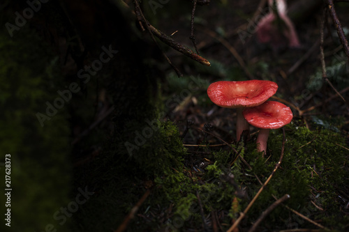 Two Red Mushrooms in Forest
