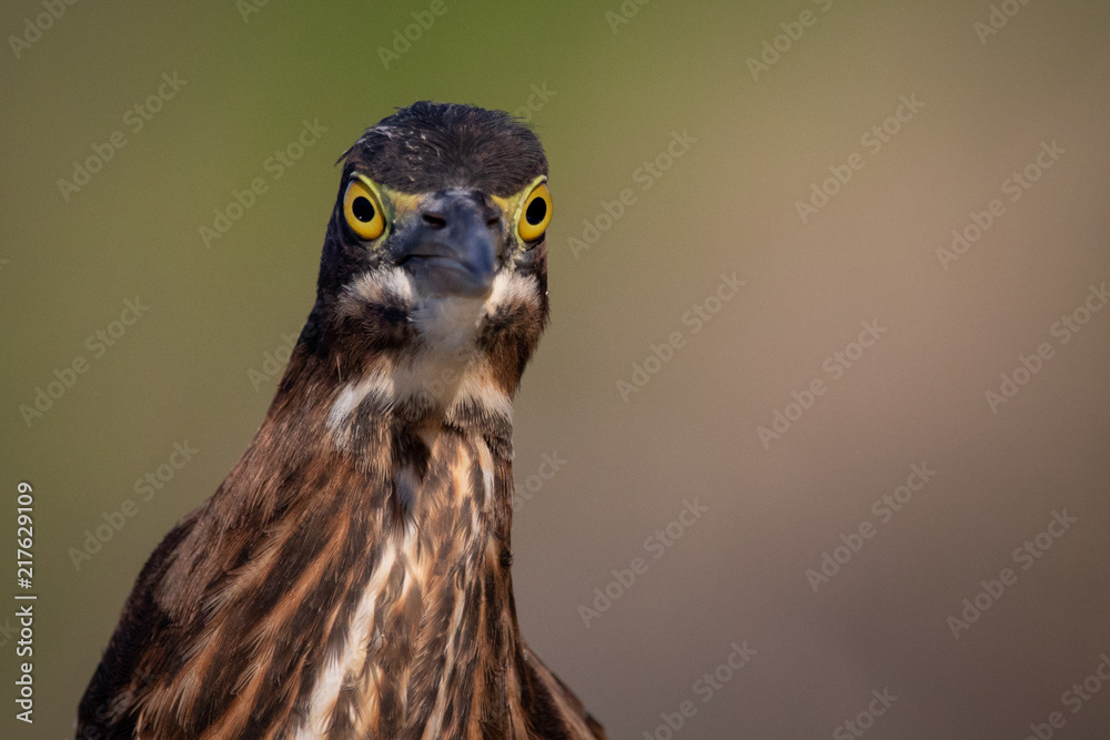 Fototapeta premium What are you looking at? Green Heron
