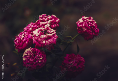 Fototapeta Naklejka Na Ścianę i Meble -  Beautiful vintage roses flowers