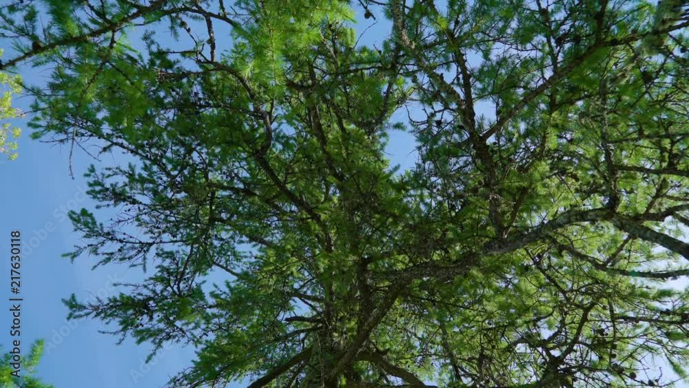 18944_The_green_leaves_on_the_branches_of_the_big_tree.mov 18944_The_green_leaves_on_the_branches_of_the_big_tree.mov