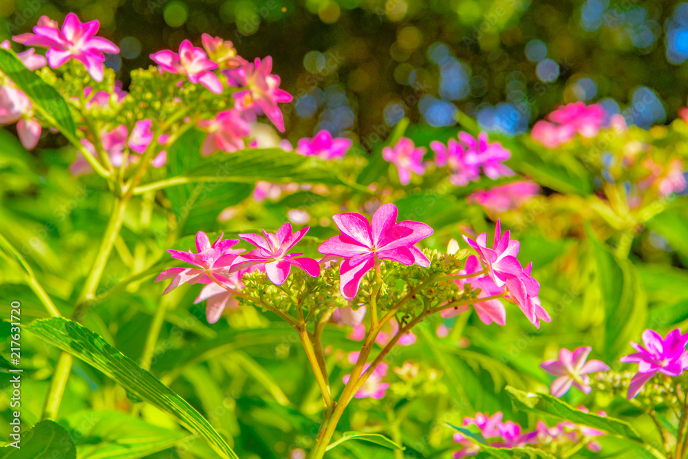 Japanese hydrangea blossoms in the garden of Mimuroto-ji temple Japanese hydrangea blossoms in the garden of Mimuroto-ji temple