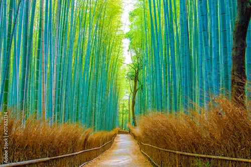 Obraz Piękny las bambusowy w Arashiyama w Kioto