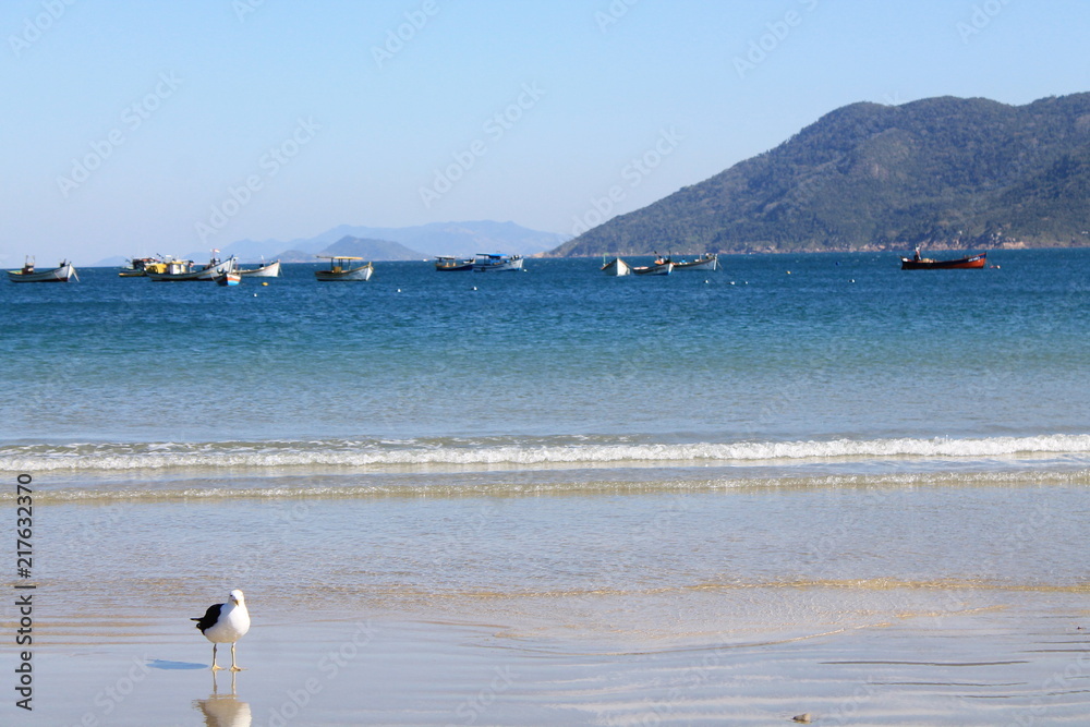 Seagull on the beach