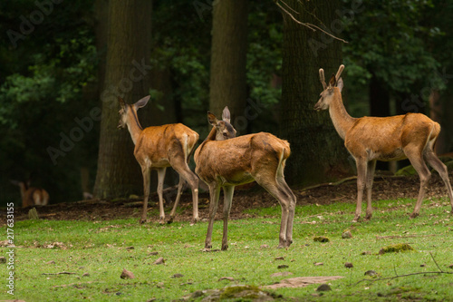 Red deer © BiceksPhoto