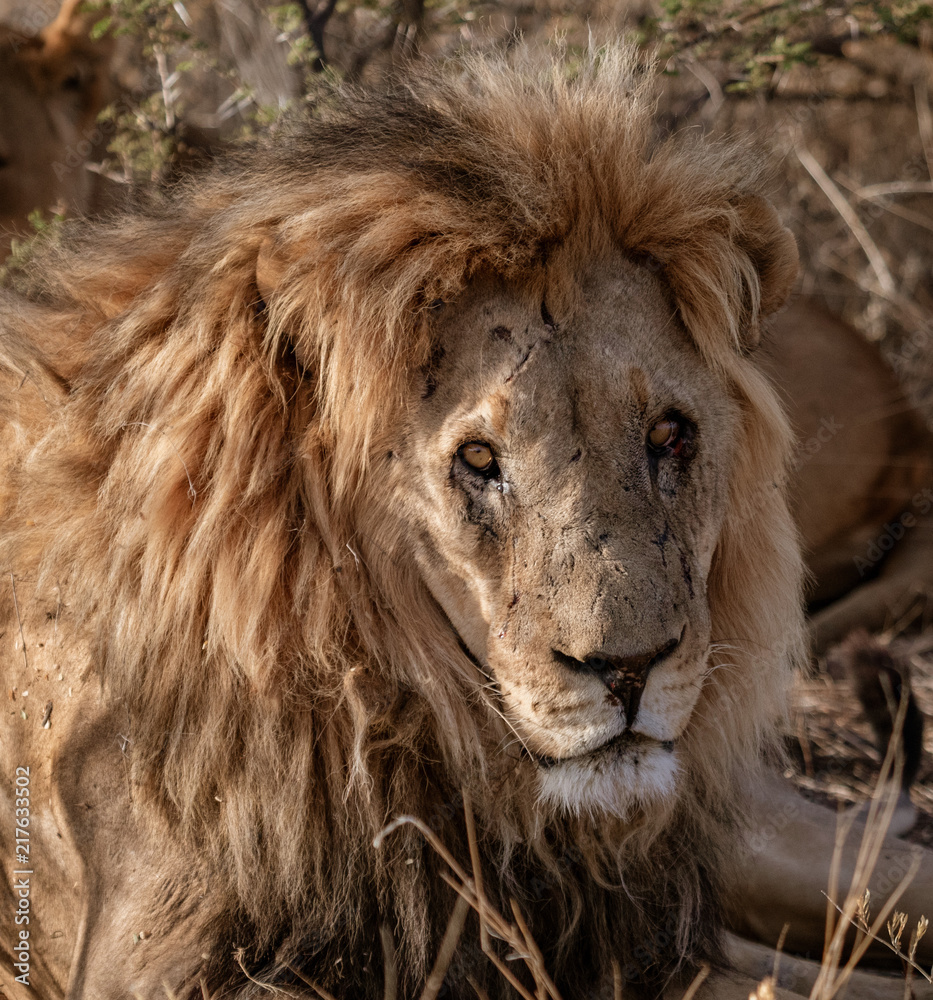 Adult male lion lies down in the short dry grass Adult male lion lies down in the short dry grass