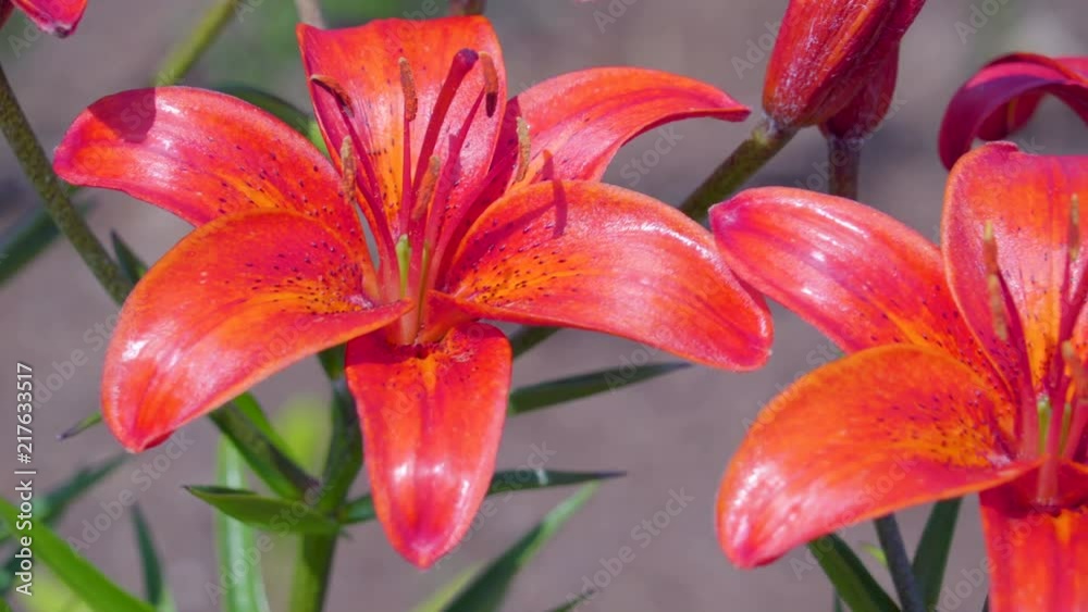 18949_The_blooming_petals_of_the_red_orange_flowers.mov