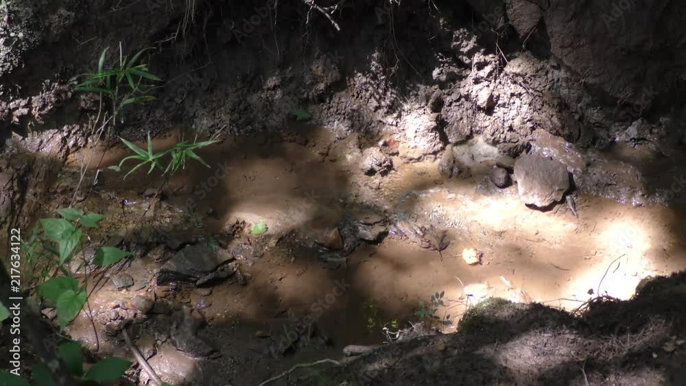 Georgia, Medlock Bridge, Zoom in on a small creek that flows into the Chattahoochee River