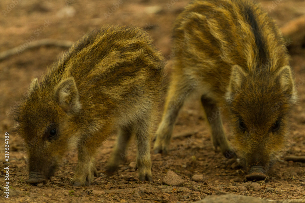 Wild boar Wild boar