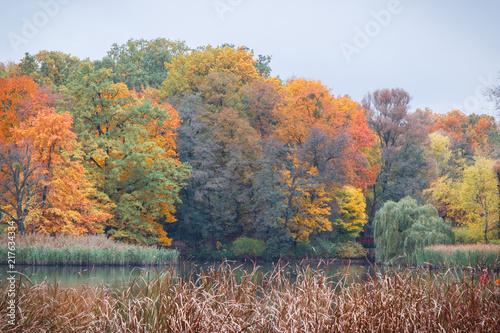 Trees with colorful leaves and lake in autumnal park