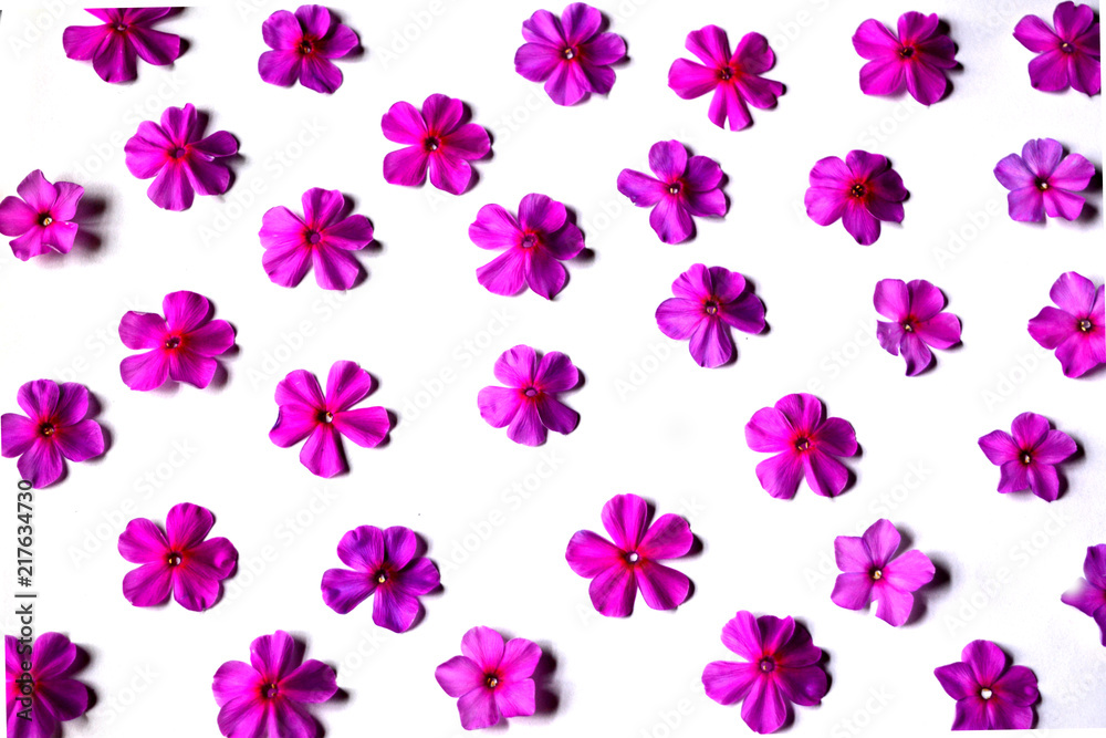 beautiful floral pattern of pink flowers phlox on white background, bright gentle composition