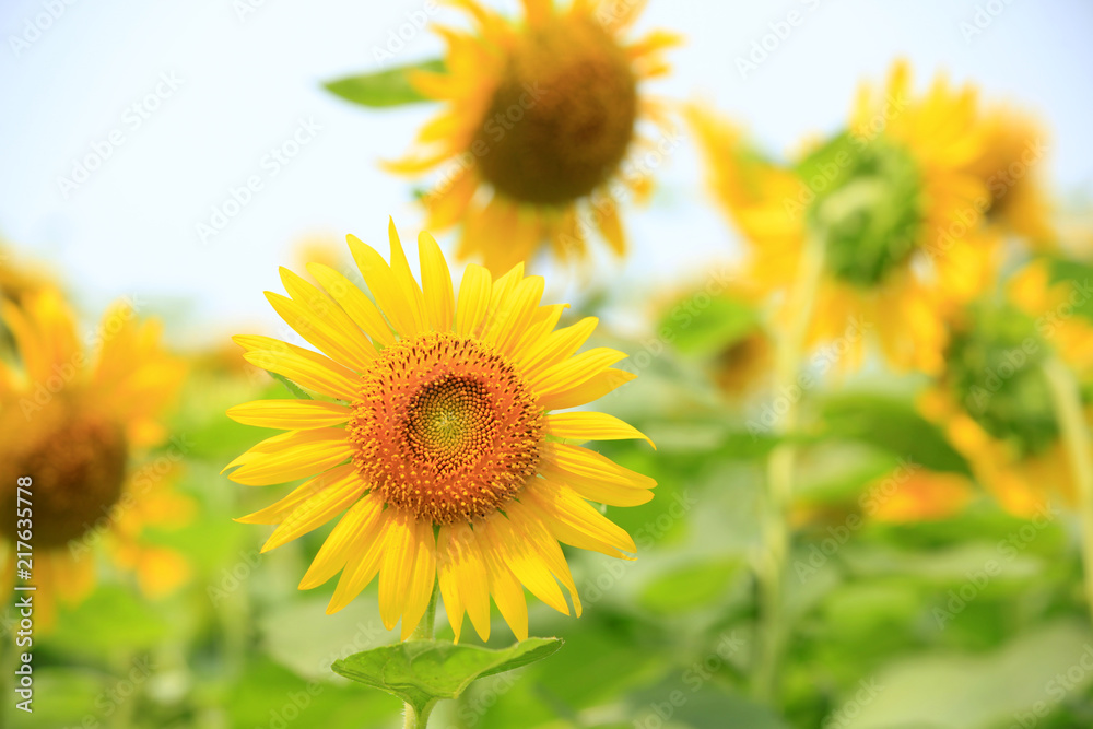 Sunflower