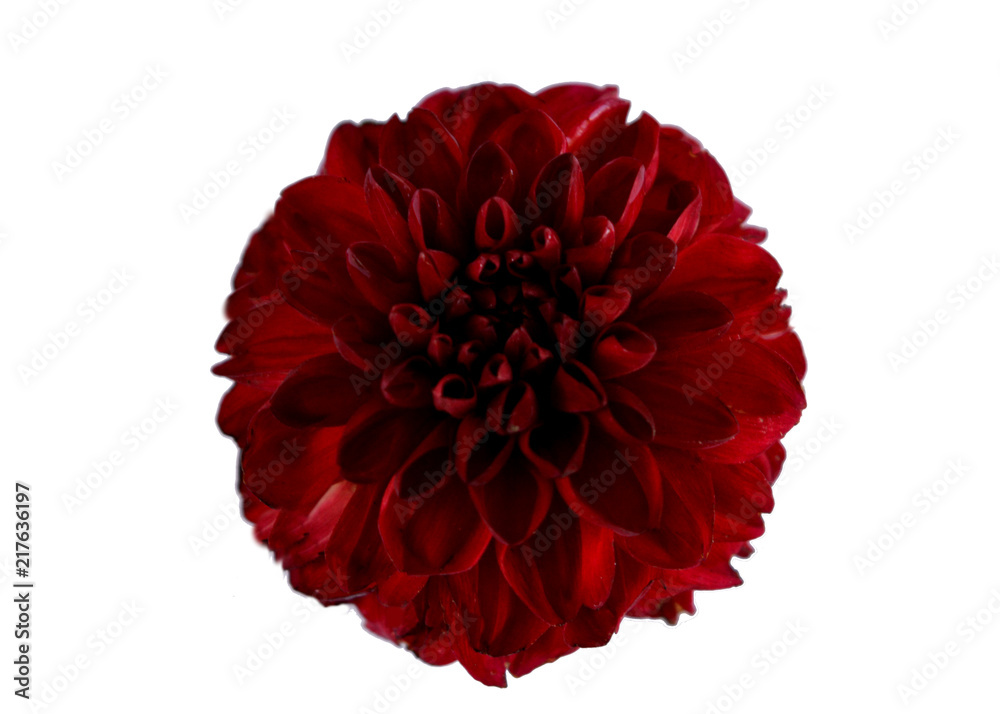 one burgundy with red dahlia flower on a white background isolated one burgundy with red dahlia flower on a white background isolated