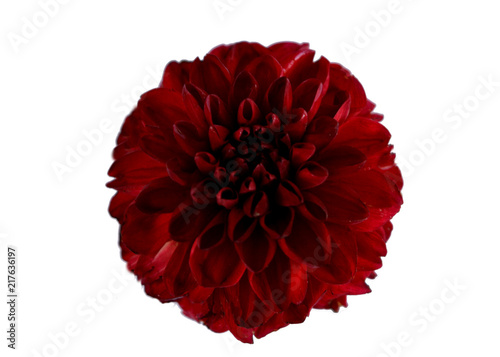 one burgundy with red dahlia flower on a white background isolated
