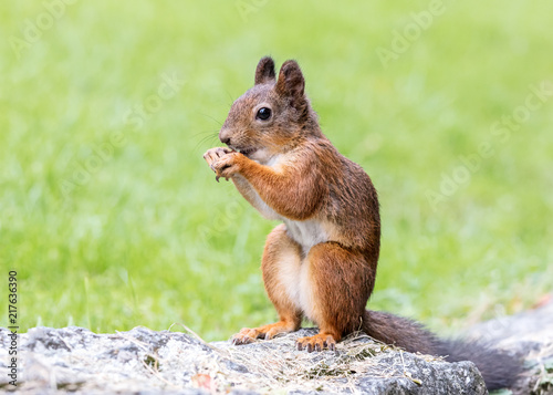 little red squirrel sitting on stone in summer park 